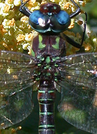 Swamp Darner